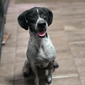 Benny, ADOPTABLE, Adult Male German Shorthaired Pointer.