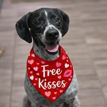 Benny, ADOPTABLE, Adult Male German Shorthaired Pointer.
