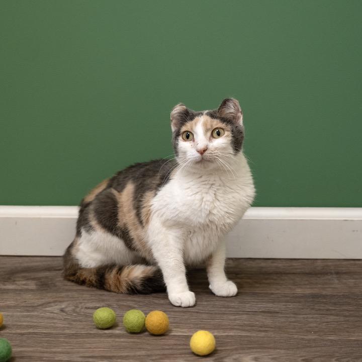 Tyra, Adoptable, Adult Female Domestic Short Hair.