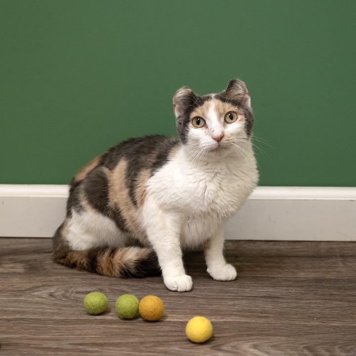Tyra, a Adoptable Domestic Short Hair in Pekin, IL image 2/5