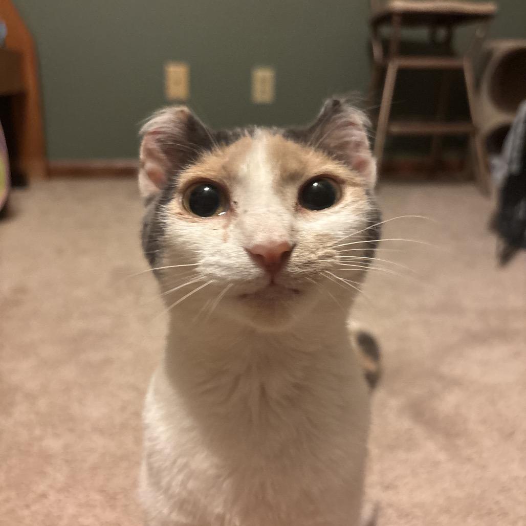 Enlarge Tyra, a Adoptable Domestic Short Hair in Pekin, IL image 3/6