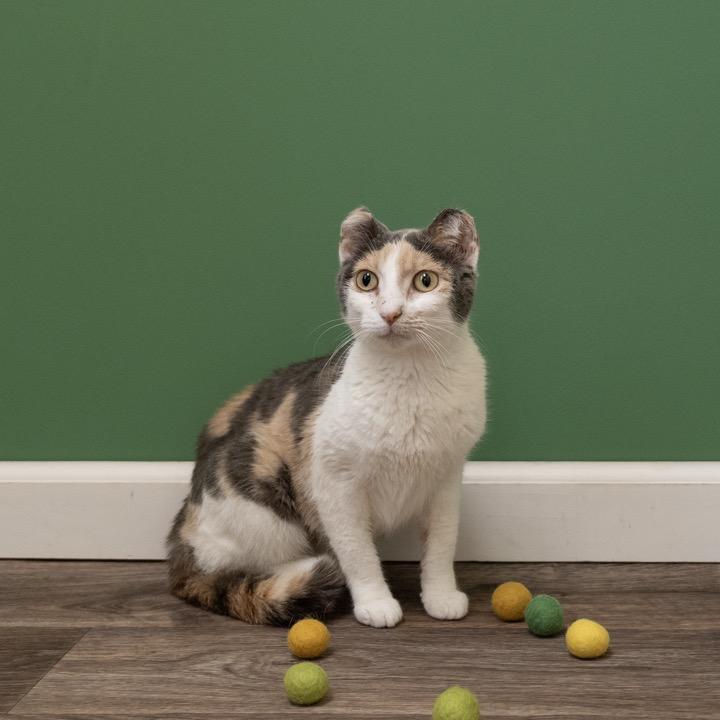 Tyra, a Adoptable Domestic Short Hair in Pekin, IL image 3/5