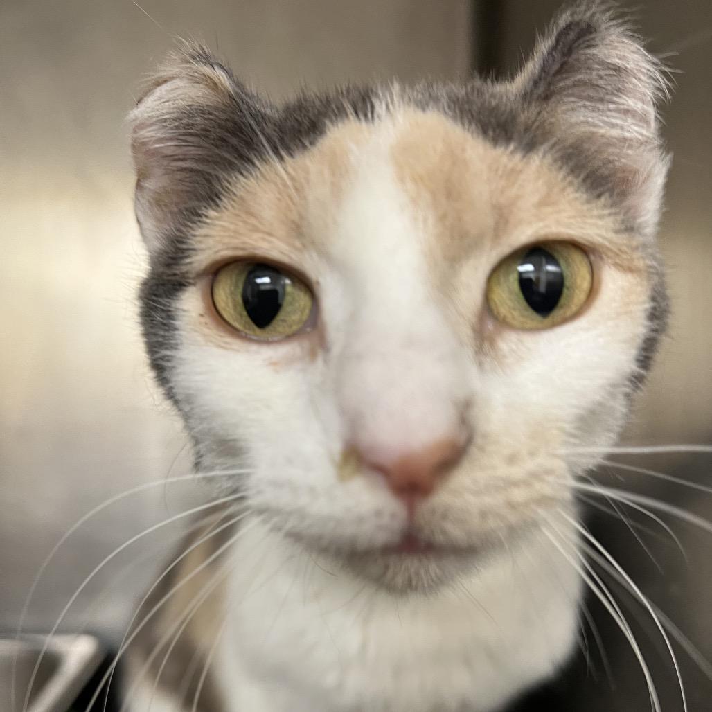 Tyra, a Adoptable Domestic Short Hair in Pekin, IL image 4/5