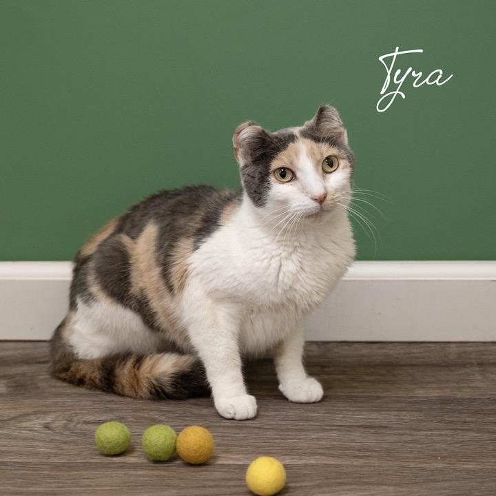 Tyra, a Adoptable Domestic Short Hair in Pekin, IL image 5/5