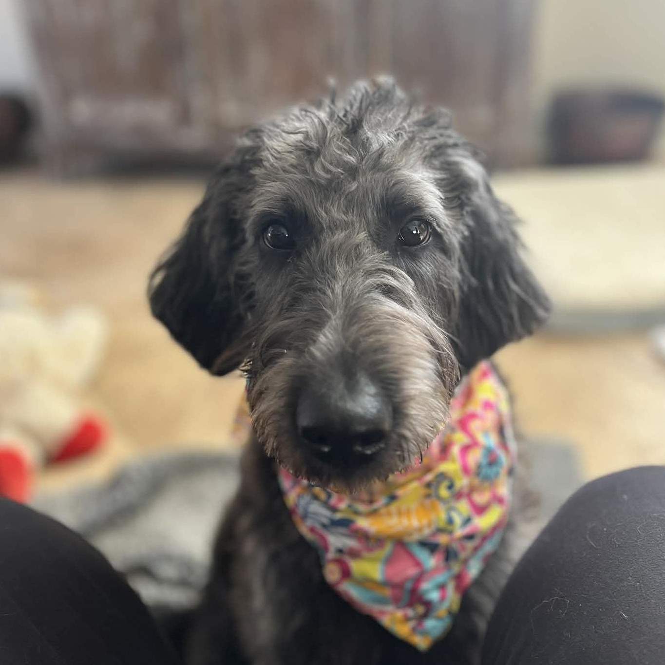 BELLA, ADOPTABLE, Young Female Labradoodle.