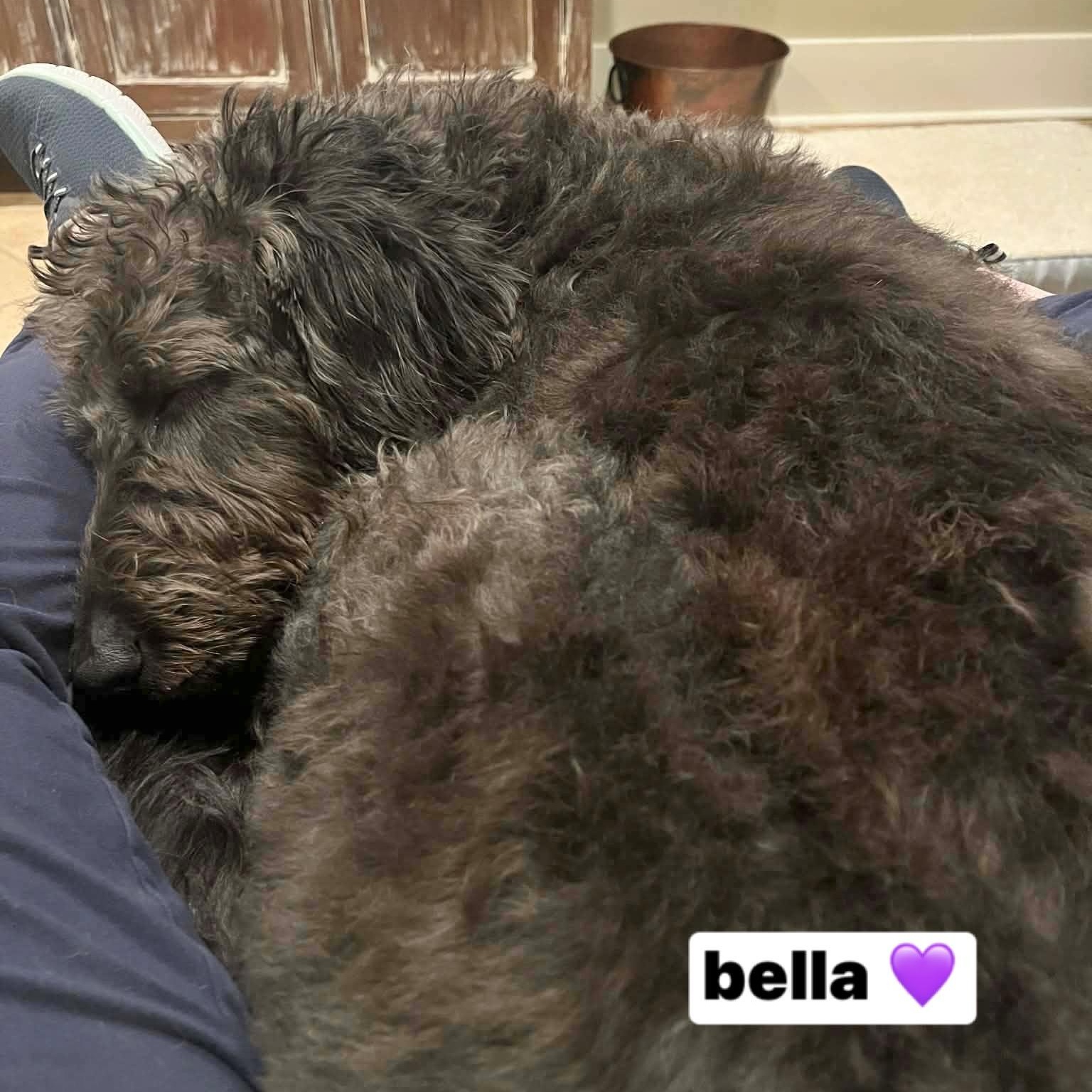 Enlarge BELLA, a ADOPTABLE mixed breed in Bethpage, NY image 6/6