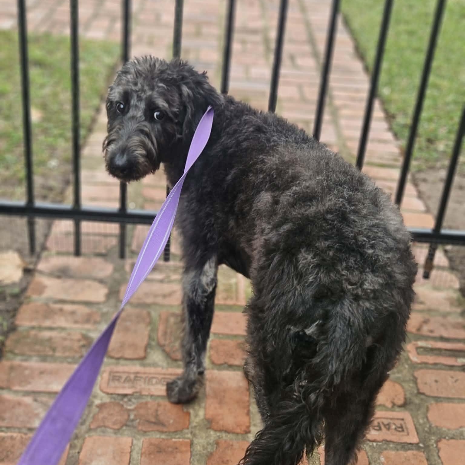 Enlarge BELLA, a ADOPTABLE mixed breed in Bethpage, NY image 5/6