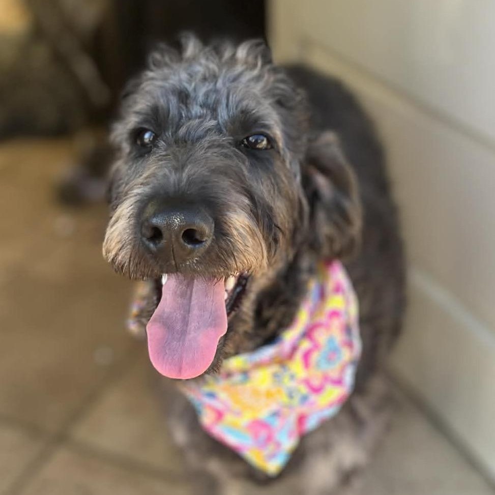 Enlarge BELLA, a ADOPTABLE mixed breed in Bethpage, NY image 4/6