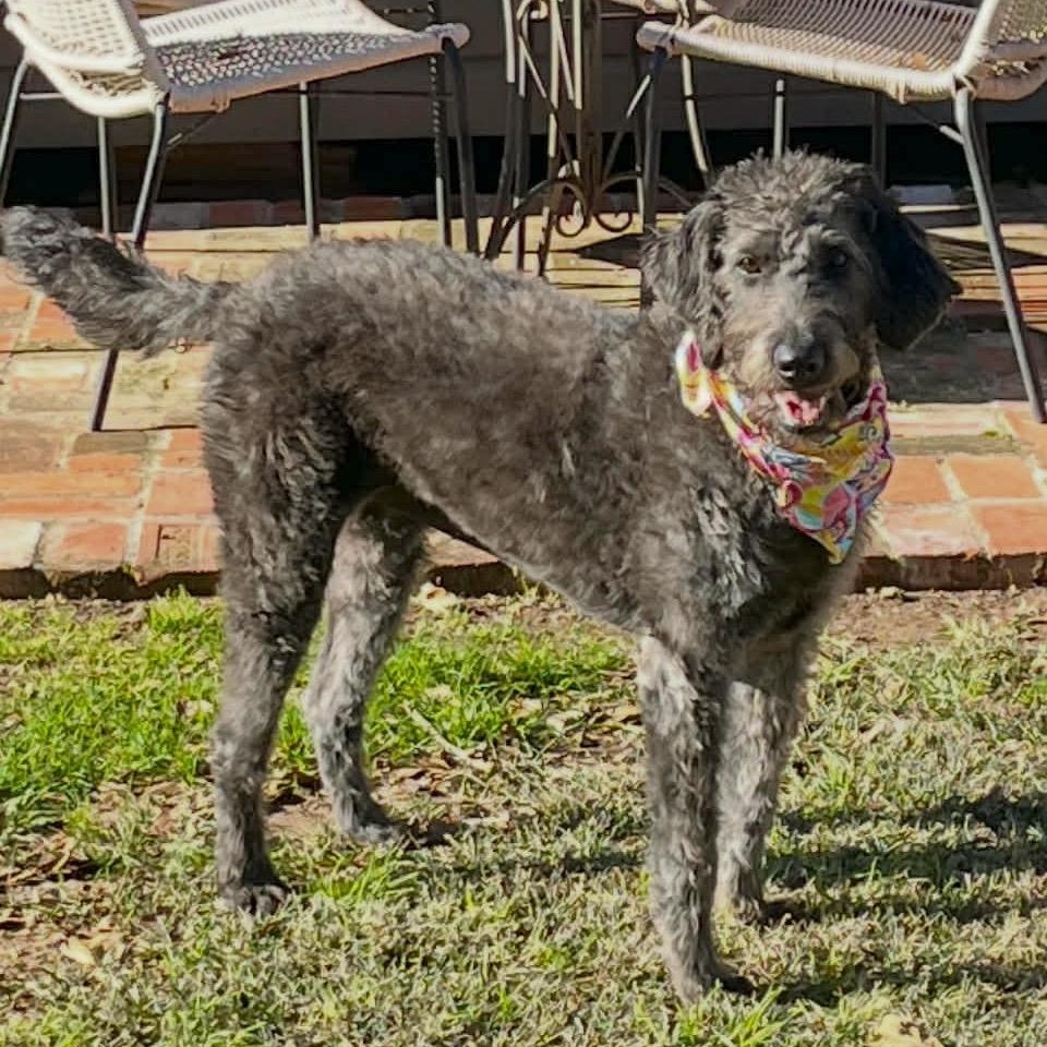 Enlarge BELLA, a ADOPTABLE mixed breed in Bethpage, NY image 2/6