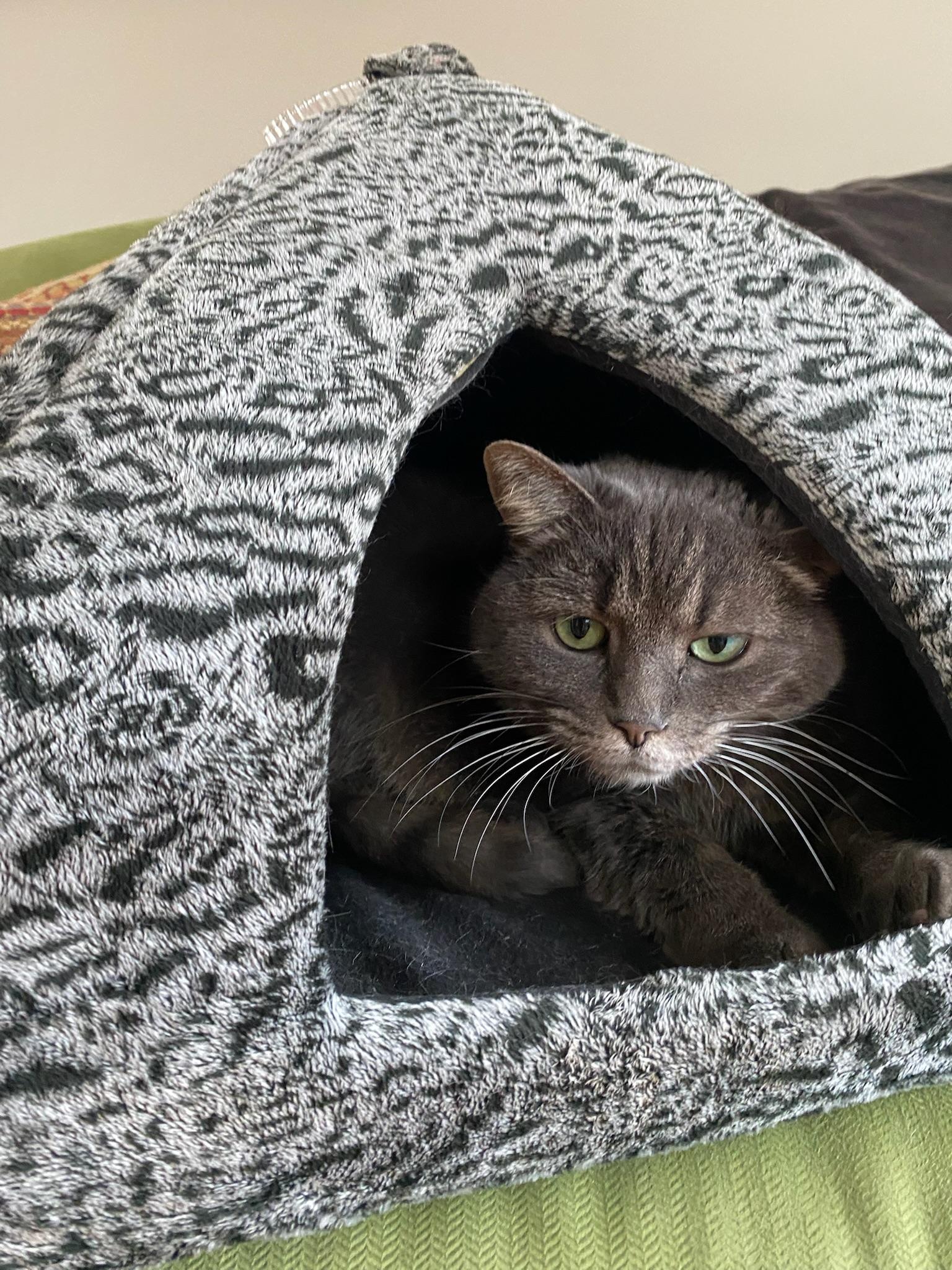 Enlarge Fannie, a Adoptable Domestic Short Hair in Stamford, CT image 3/6