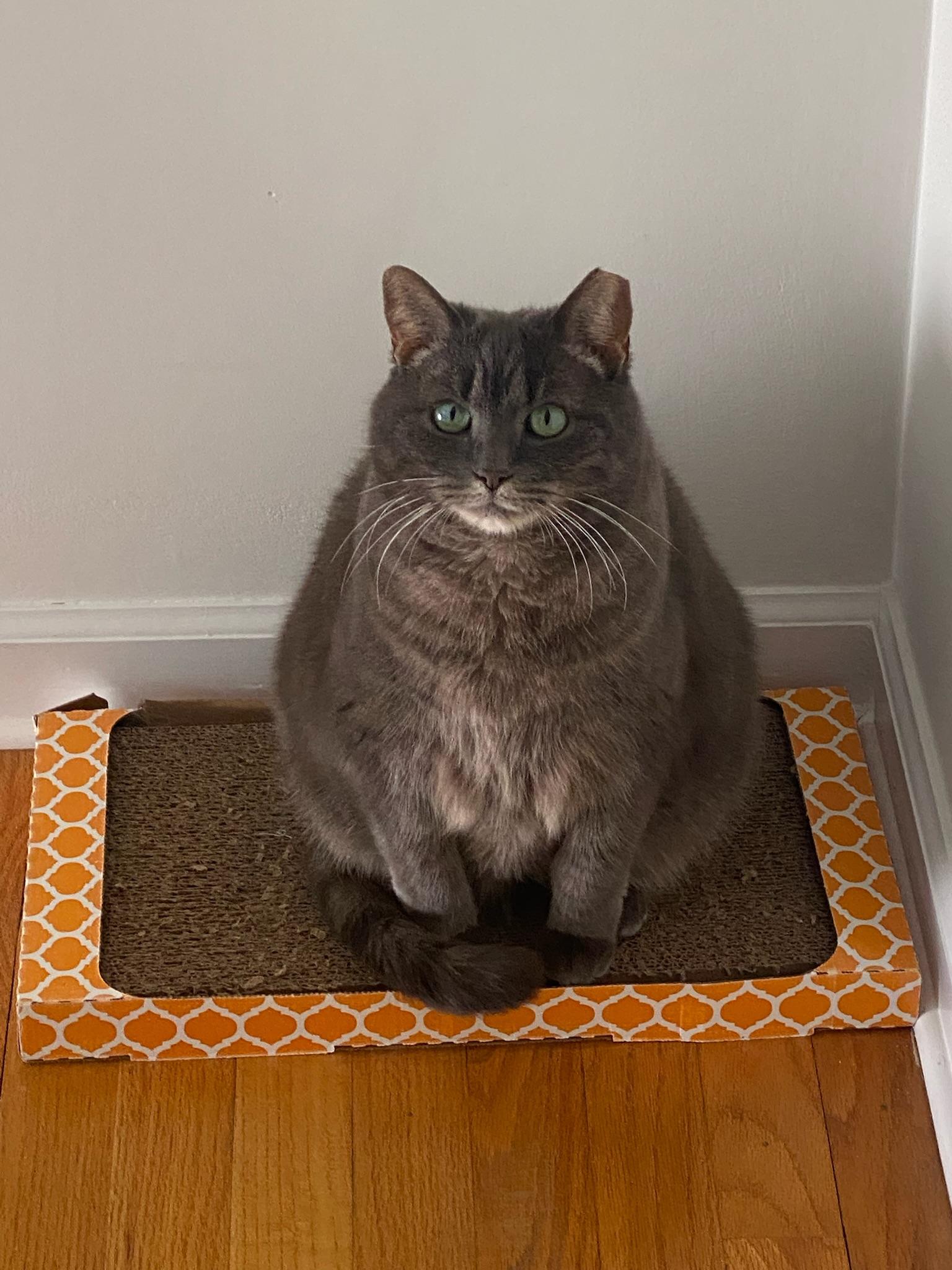 Enlarge Fannie, a Adoptable Domestic Short Hair in Stamford, CT image 4/6