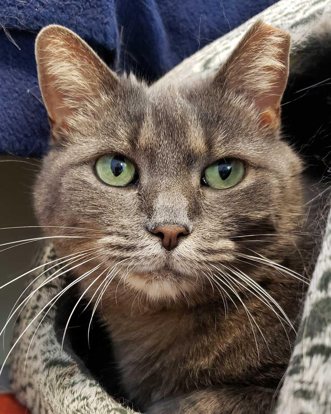 Enlarge Fannie, a Adoptable Domestic Short Hair in Stamford, CT image 1/6