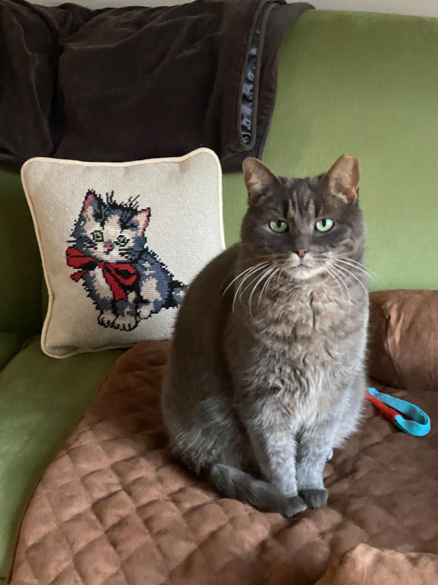 Enlarge Fannie, a Adoptable Domestic Short Hair in Stamford, CT image 5/6