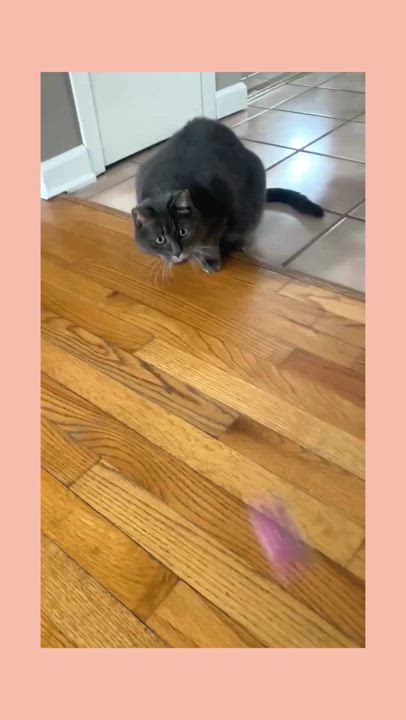 Enlarge Fannie, a Adoptable Domestic Short Hair in Stamford, CT video 6/6