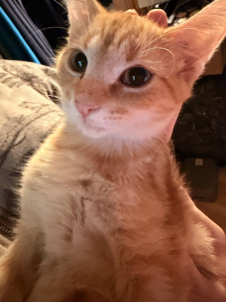Curry (26-212 C), Adoptable, Kitten Male Domestic Short Hair.