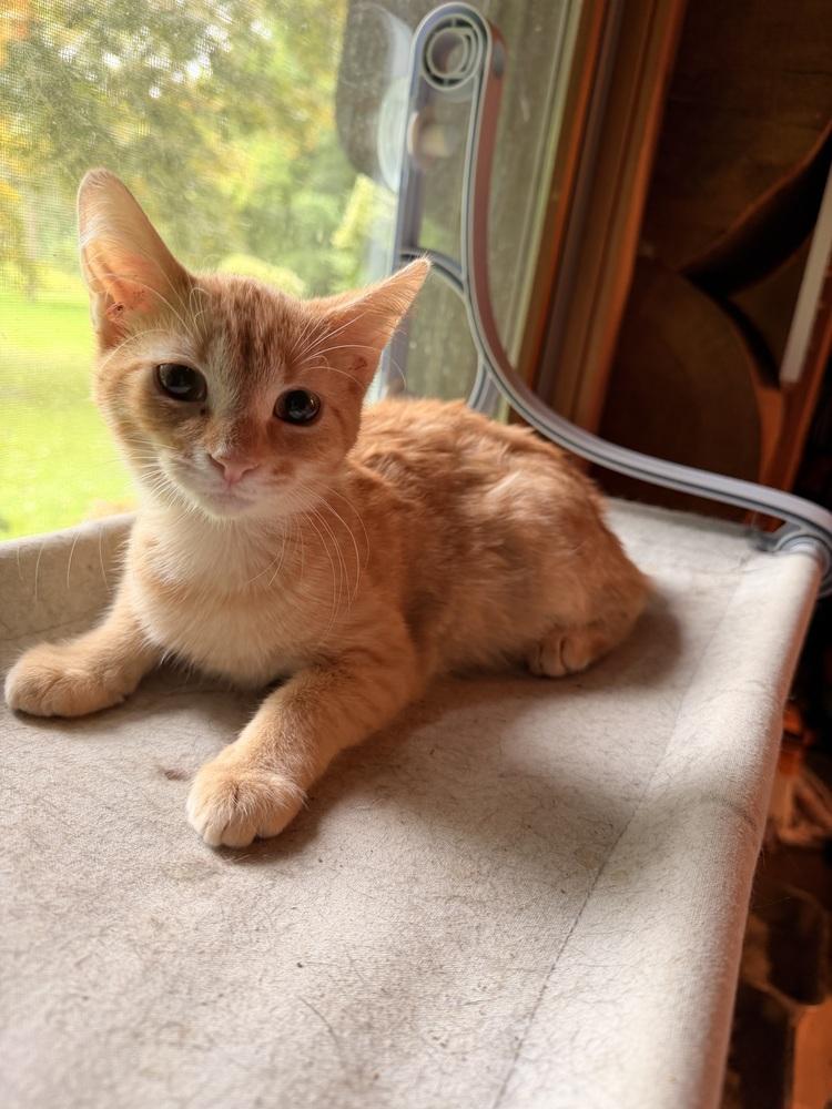 Enlarge Curry (26-212 C), a Adoptable Domestic Short Hair in Lansing, MI image 2/2