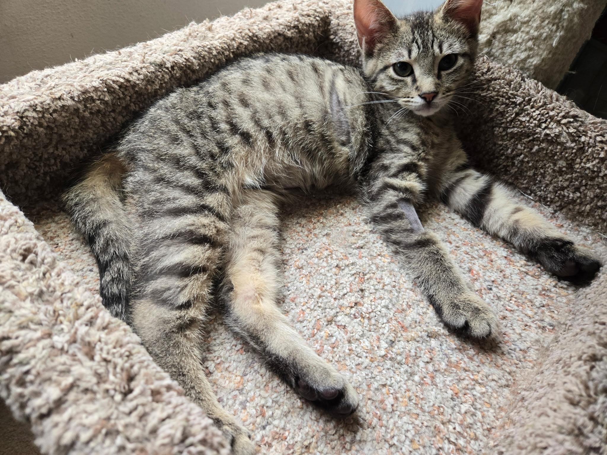 Chevy =^.^=