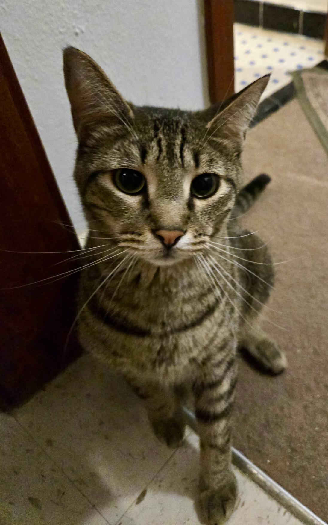 Chevy =^.^=, a Adoptable Domestic Short Hair in Jacksonville, FL image 2/4