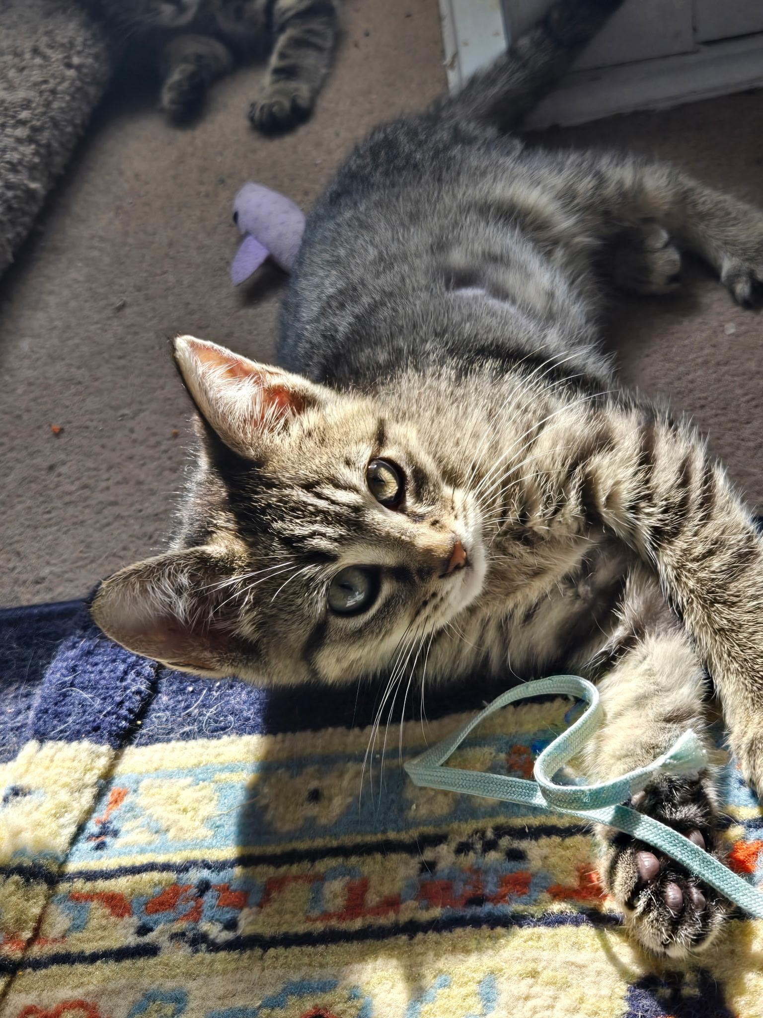 Chevy =^.^=