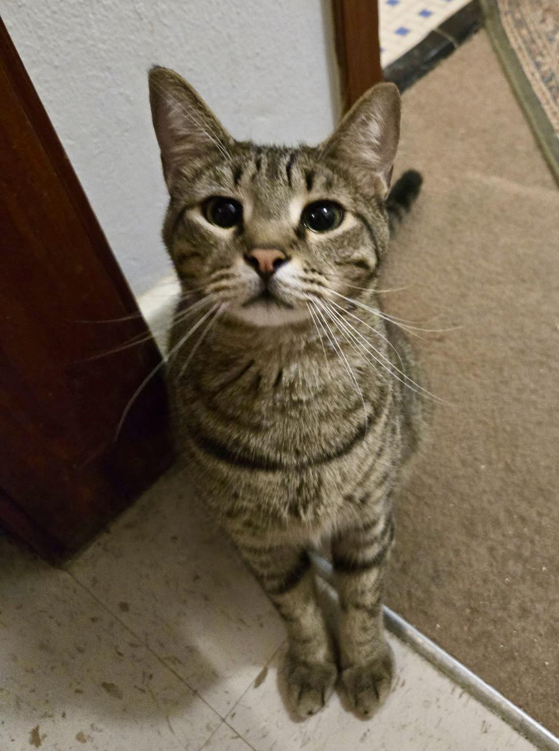 Chevy =^.^=, a Adoptable Domestic Short Hair in Jacksonville, FL image 1/4