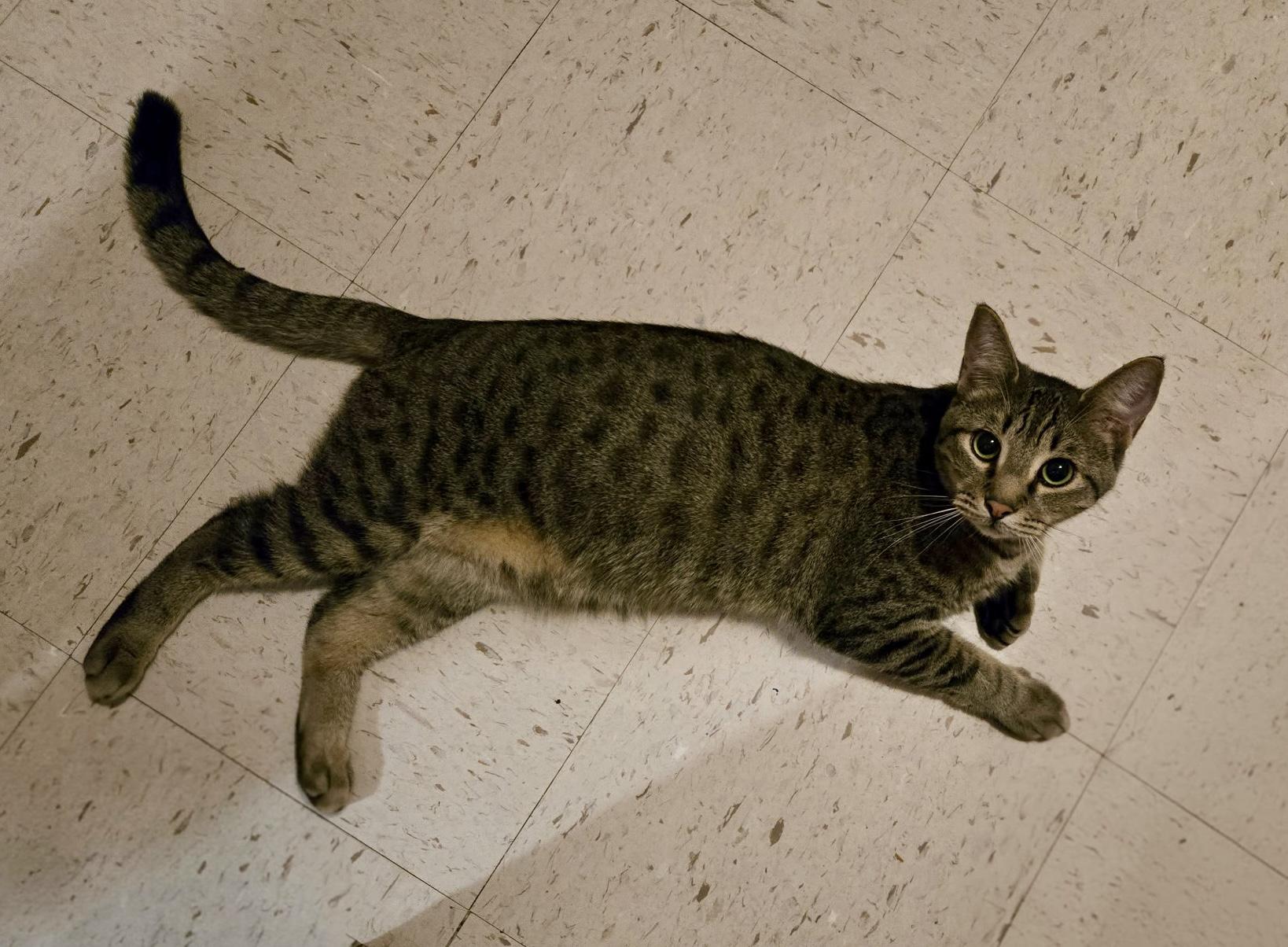 Enlarge Chevy =^.^=, a Adoptable Domestic Short Hair in Jacksonville, FL image 2/2