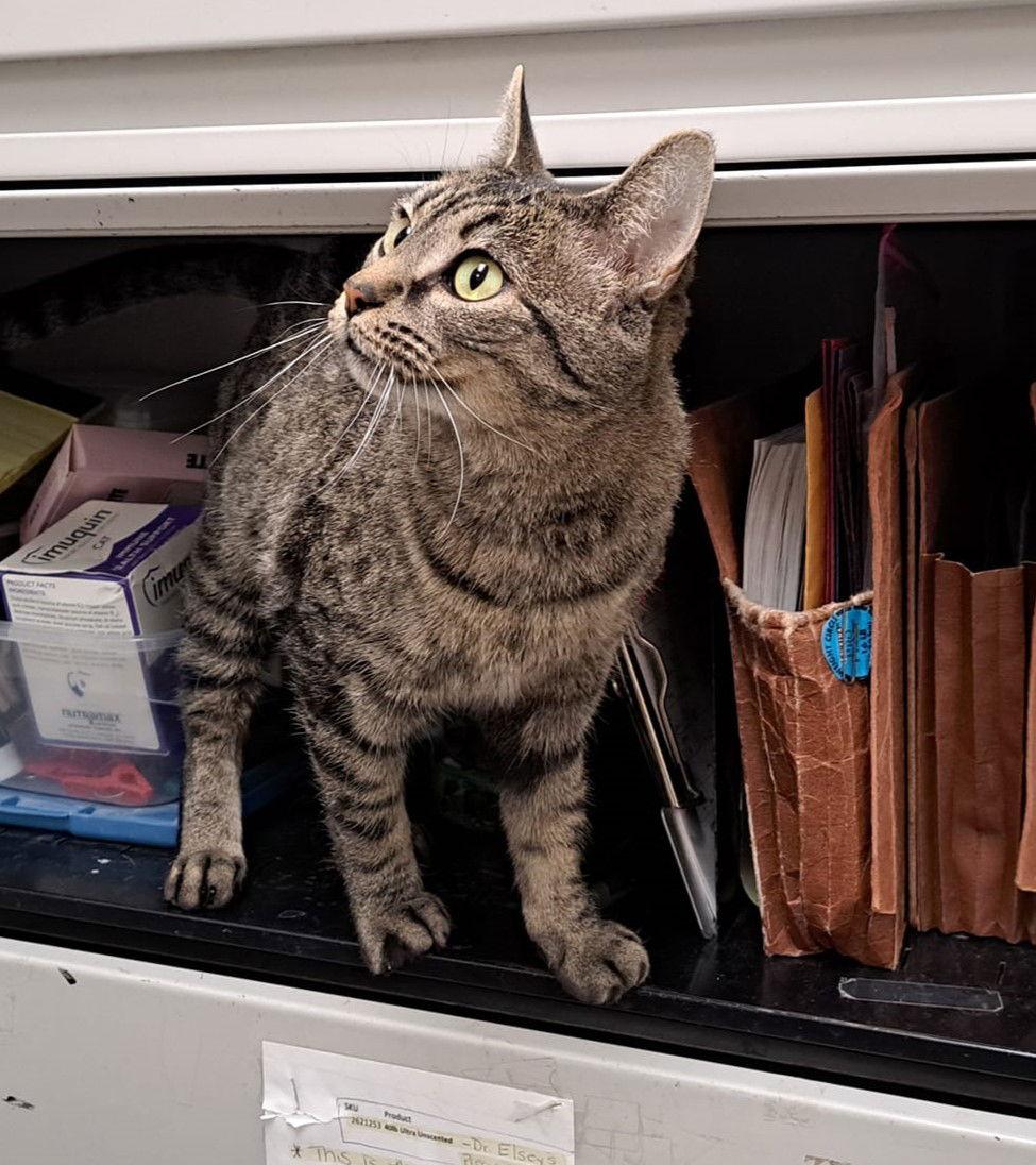 Dory, a Adoptable Domestic Short Hair in O'Fallon, MO image 1/3