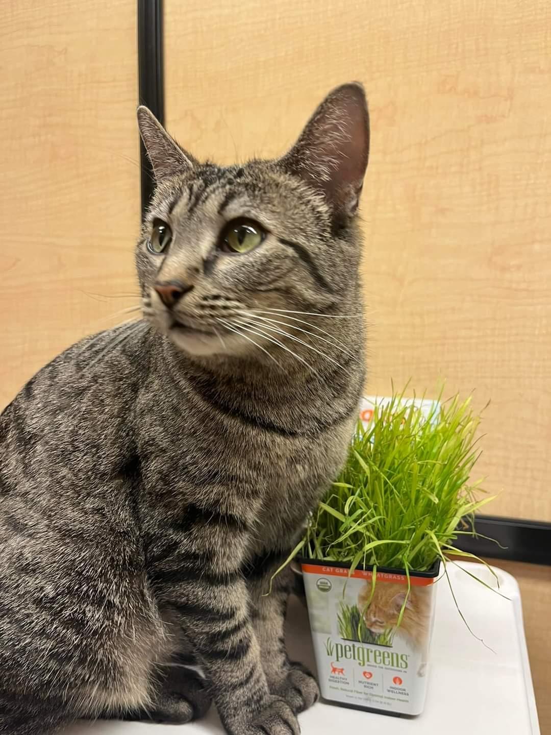 Dory, a Adoptable Domestic Short Hair in O'Fallon, MO image 2/3