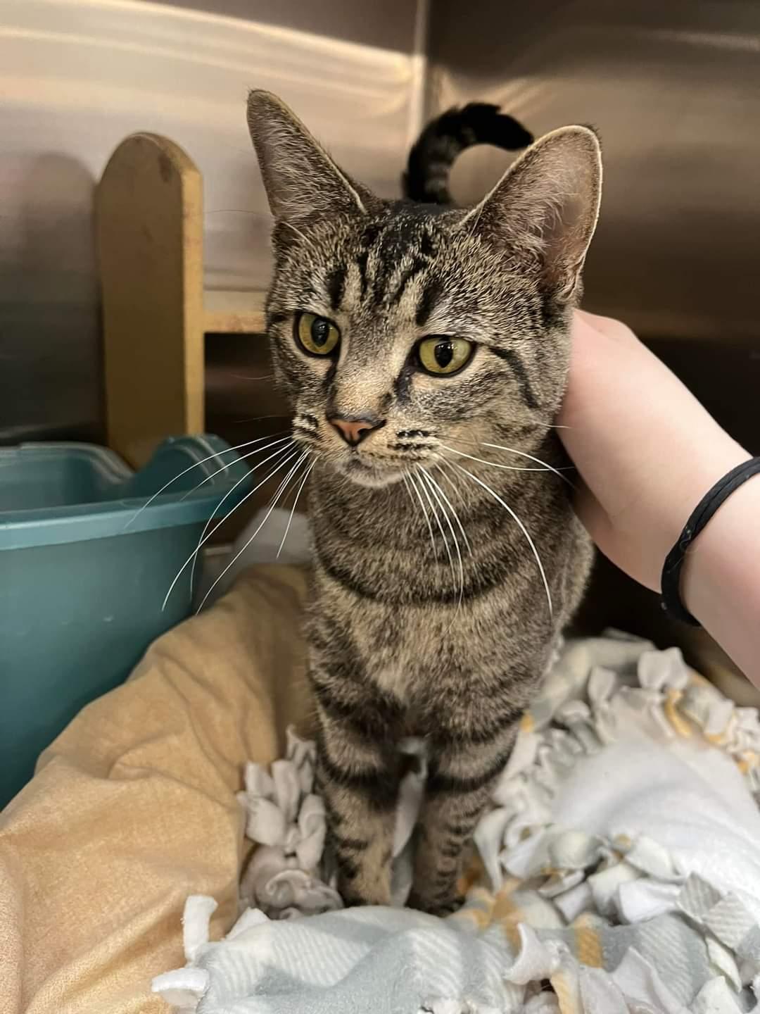 Dory, a Adoptable Domestic Short Hair in O'Fallon, MO image 3/3