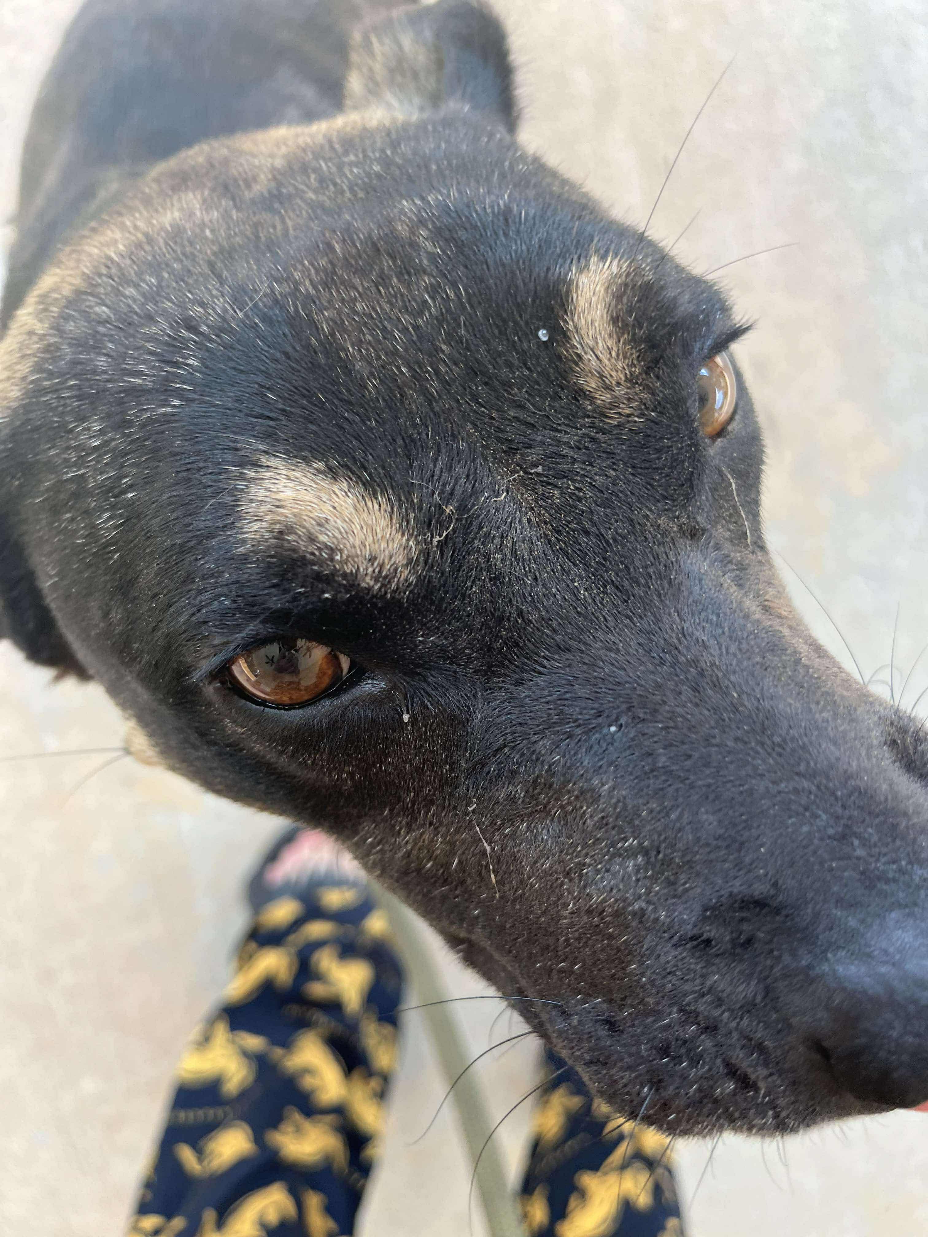 Vandi, Adoptable, Adult Female American Bulldog & German Shepherd Dog.