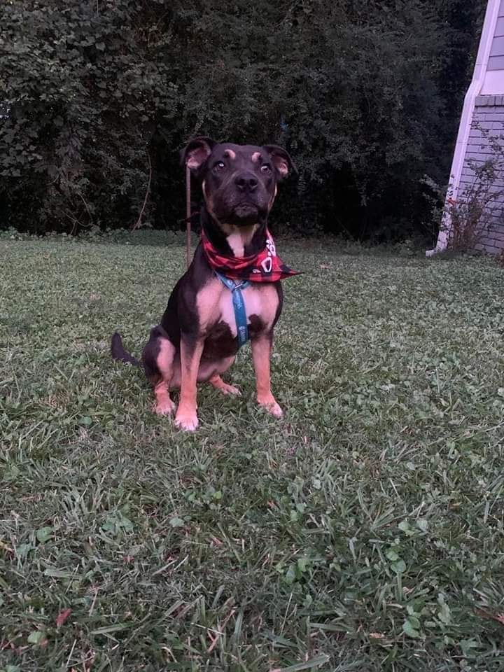 Vandi, a Adoptable mixed breed in Antioch, TN image 2/5