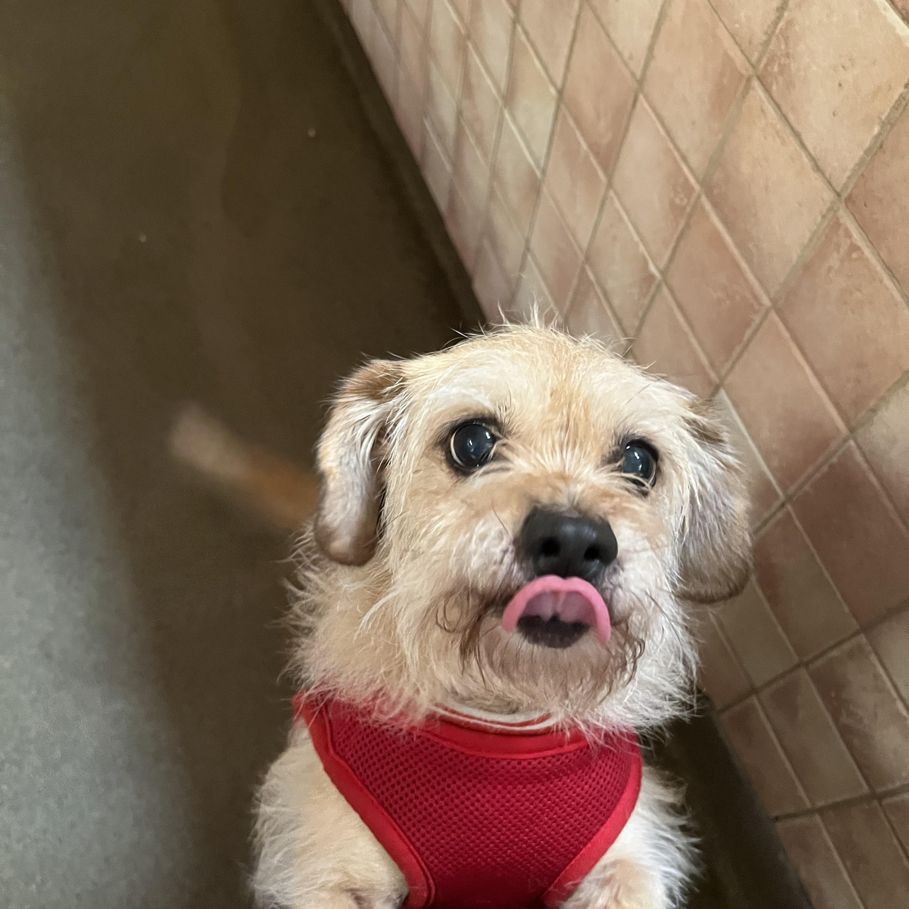 Enlarge Chloe 1717, an adopted mixed breed in Boca Raton, FL image 1/1