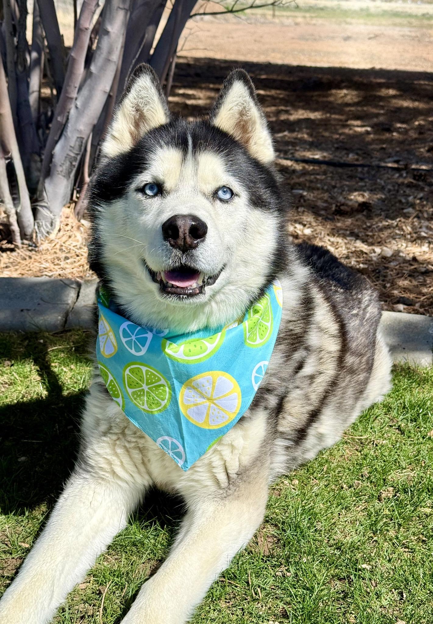 Husk, ADOPTABLE, Senior Male Husky.