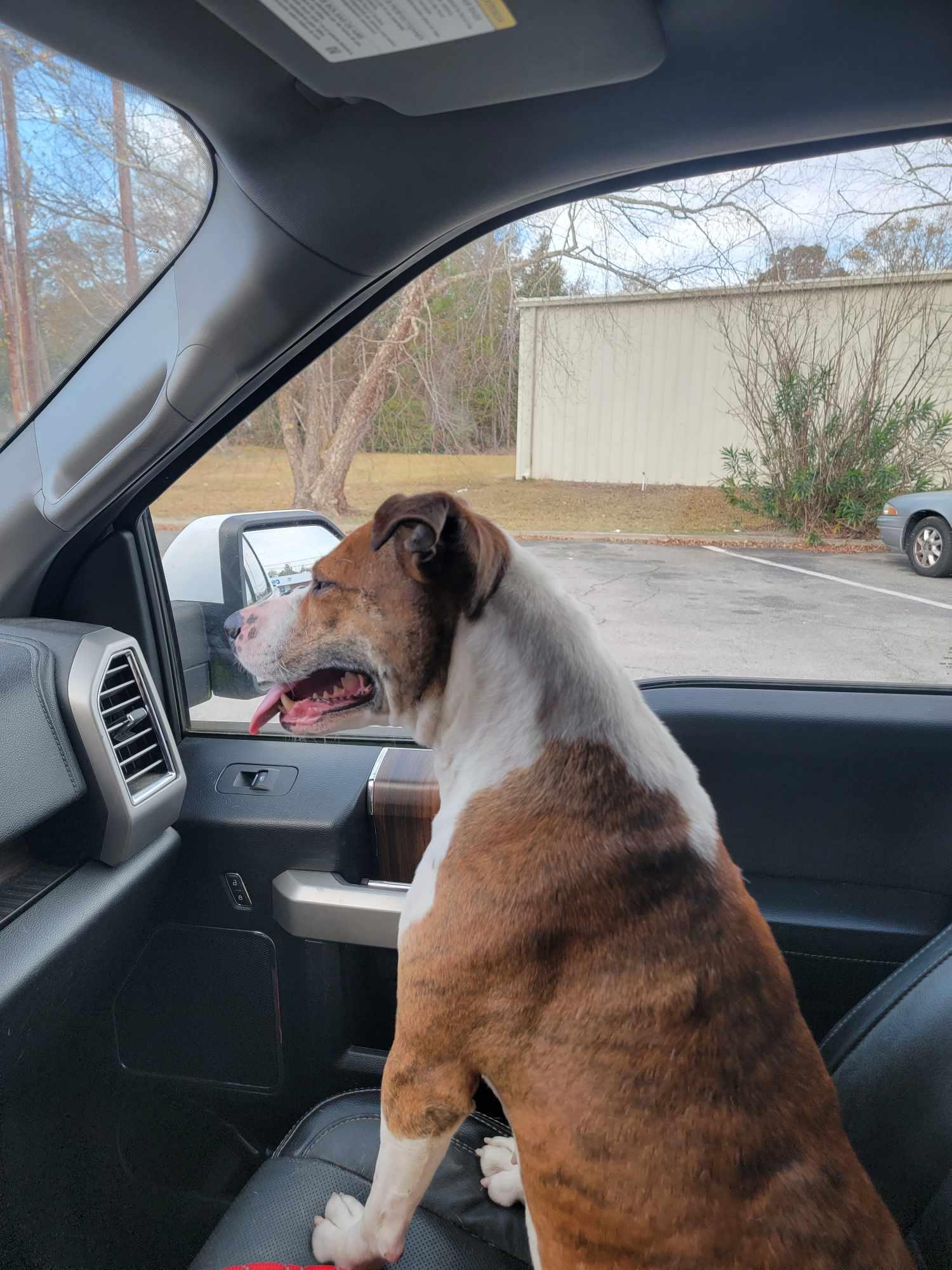 Tig, a Adoptable mixed breed in Holly Springs, NC image 1/4