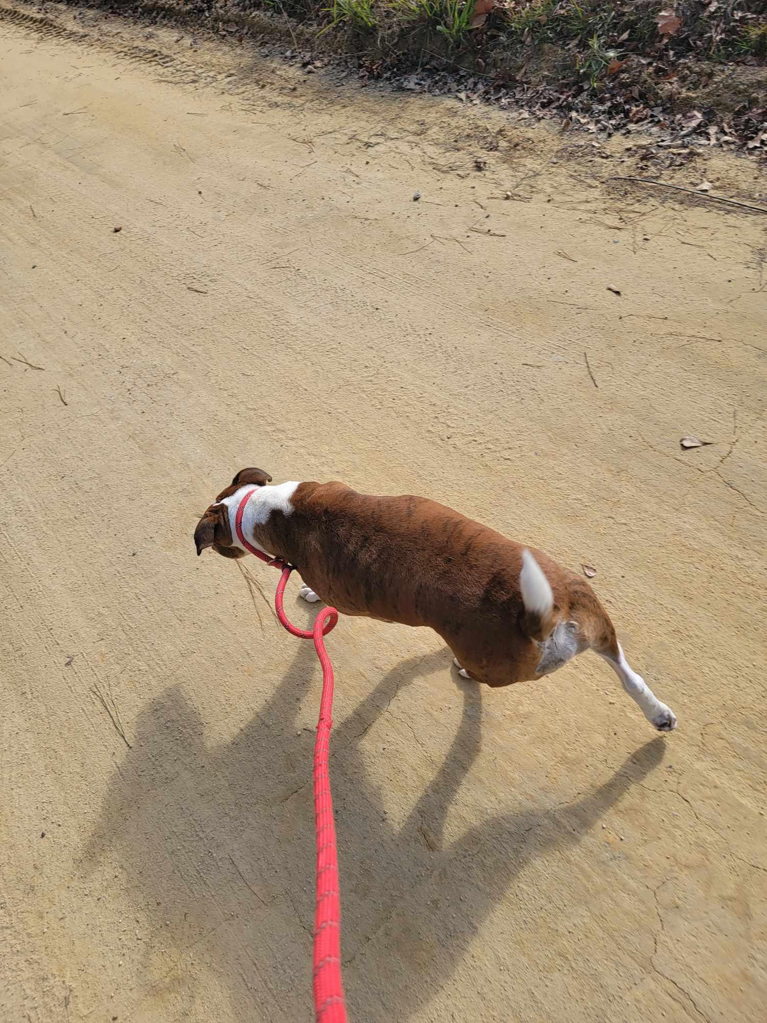 Tig, a Adoptable mixed breed in Holly Springs, NC image 3/4
