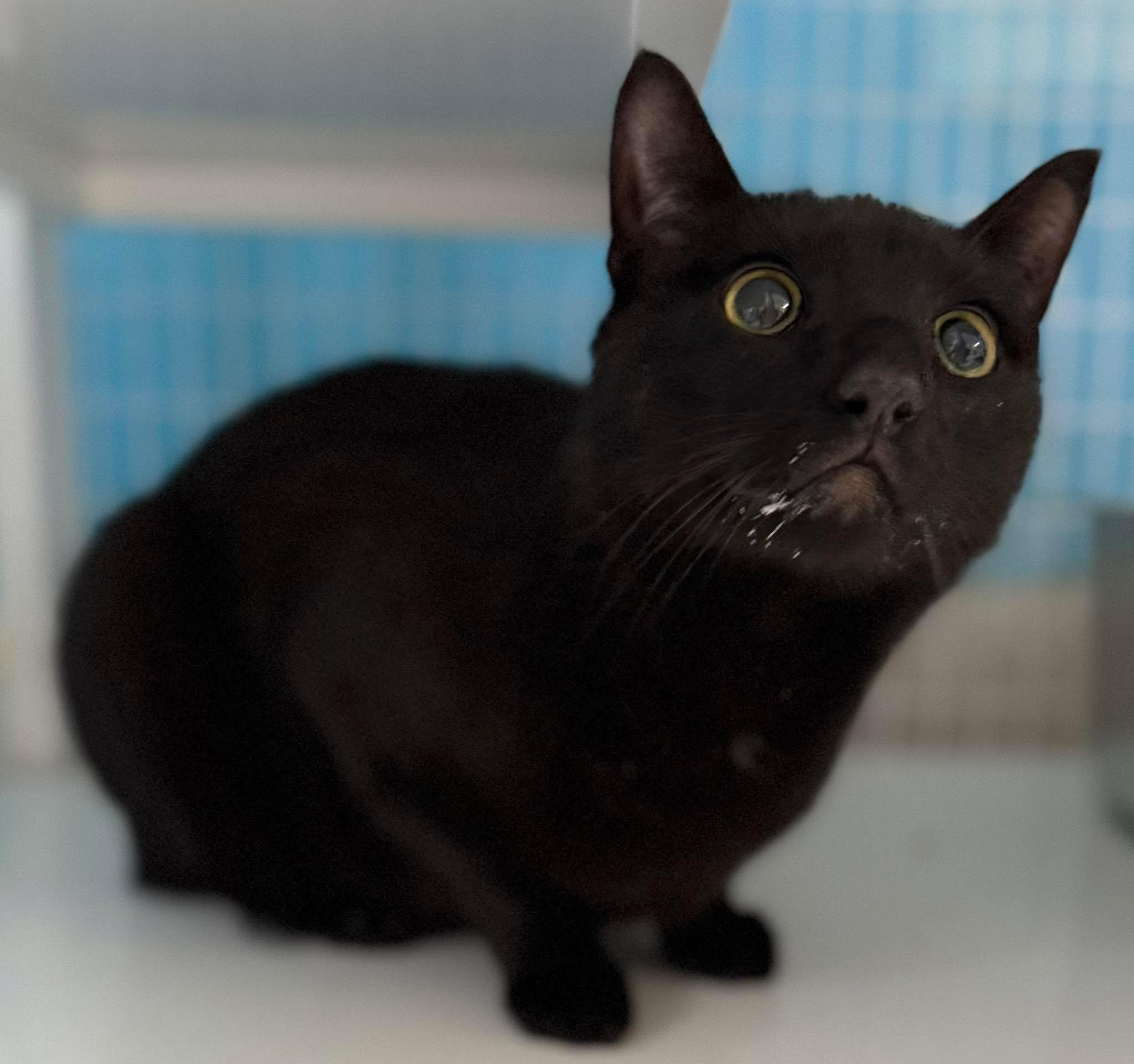 Enlarge Zoro, a ADOPTABLE Domestic Short Hair in Claremont, NH image 1/1