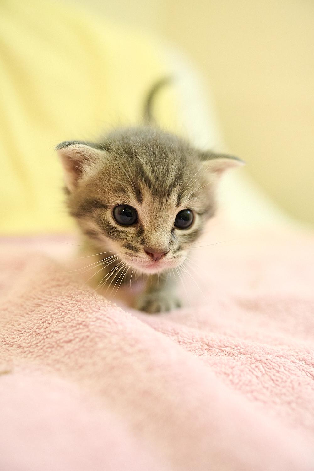 Enlarge Cherry, a ADOPTABLE Domestic Short Hair in Floyd, VA image 2/2