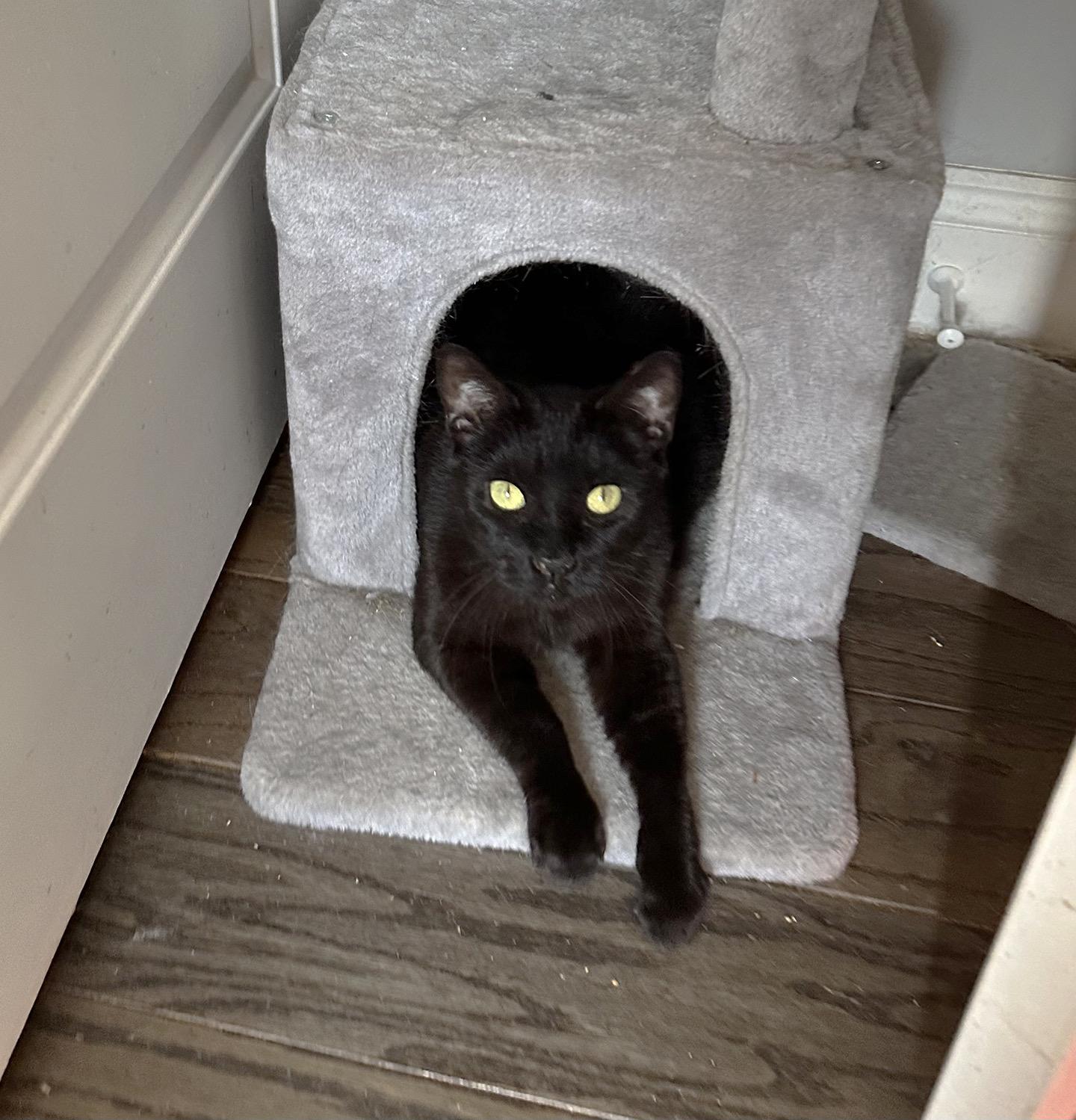 Mistletoe Greenway, an adopted Domestic Short Hair in Philadelphia, PA image 2/3
