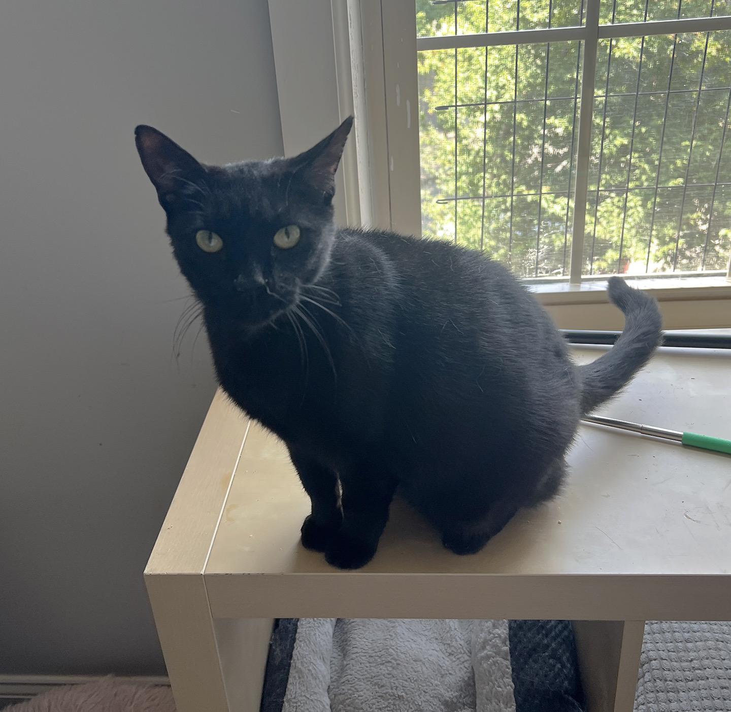 Mistletoe Greenway, an adopted Domestic Short Hair in Philadelphia, PA image 3/3