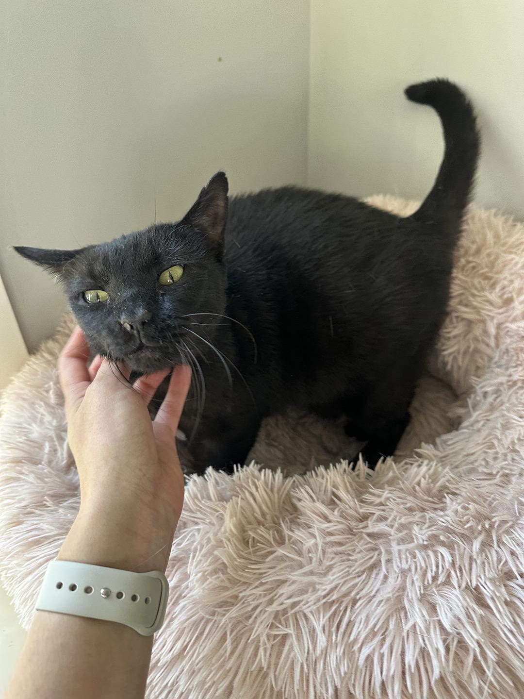 Mistletoe Greenway, adopted, Adult Female Domestic Short Hair.
