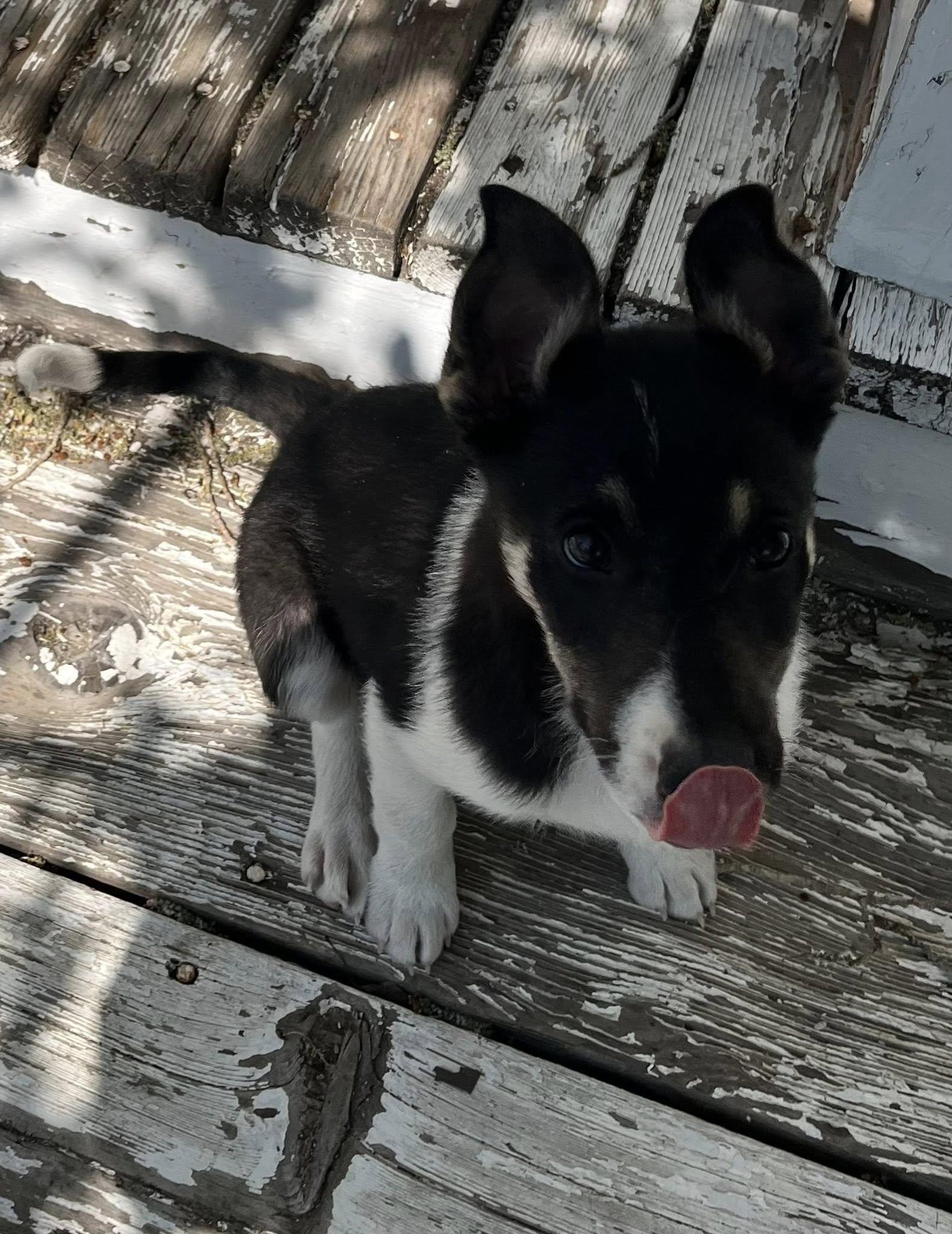 Cowgirl, an adoptable Border Collie in Pinedale, WY, 82941 | Photo Image 2