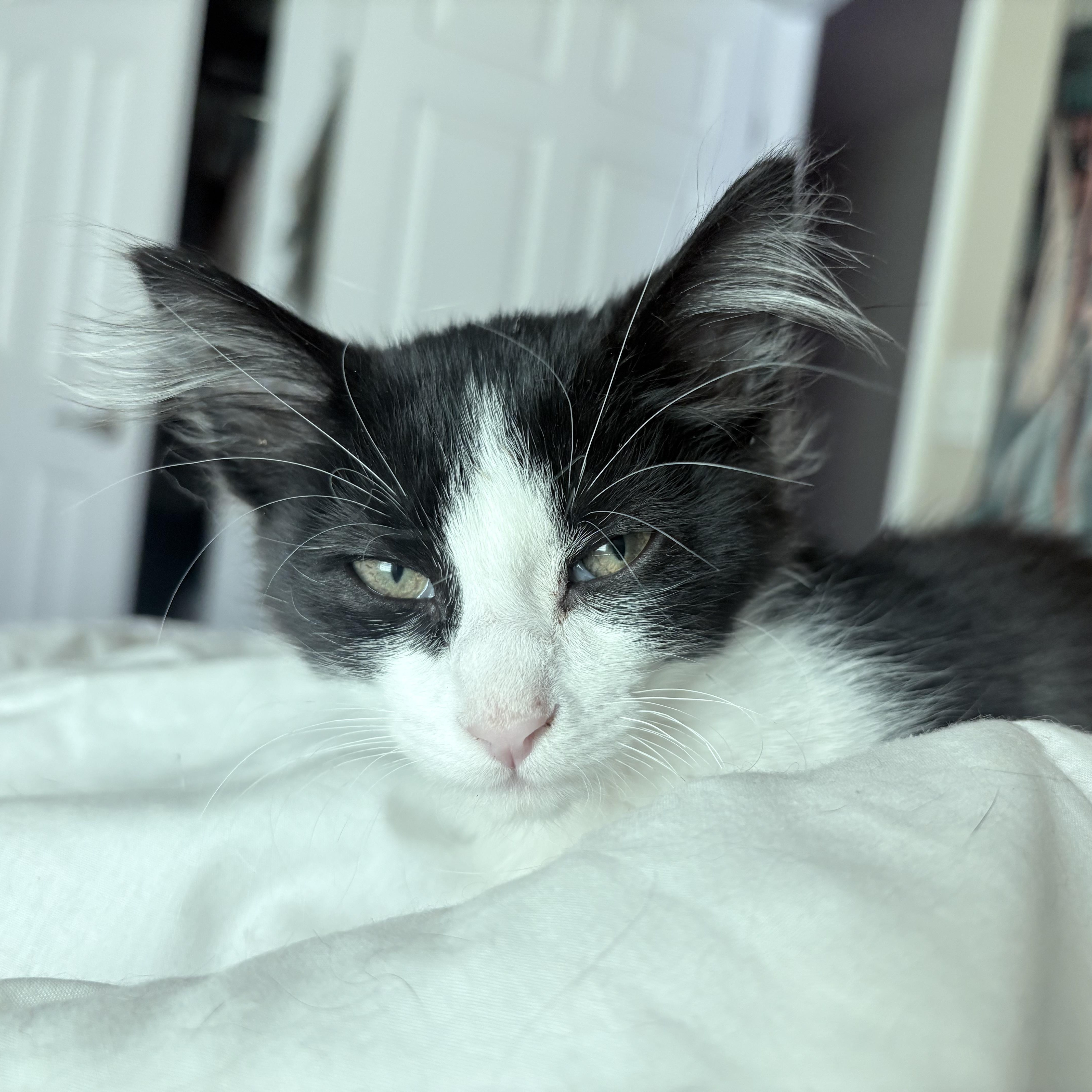 Enlarge Waffles, an adopted Domestic Long Hair in Colcord, OK image 2/6