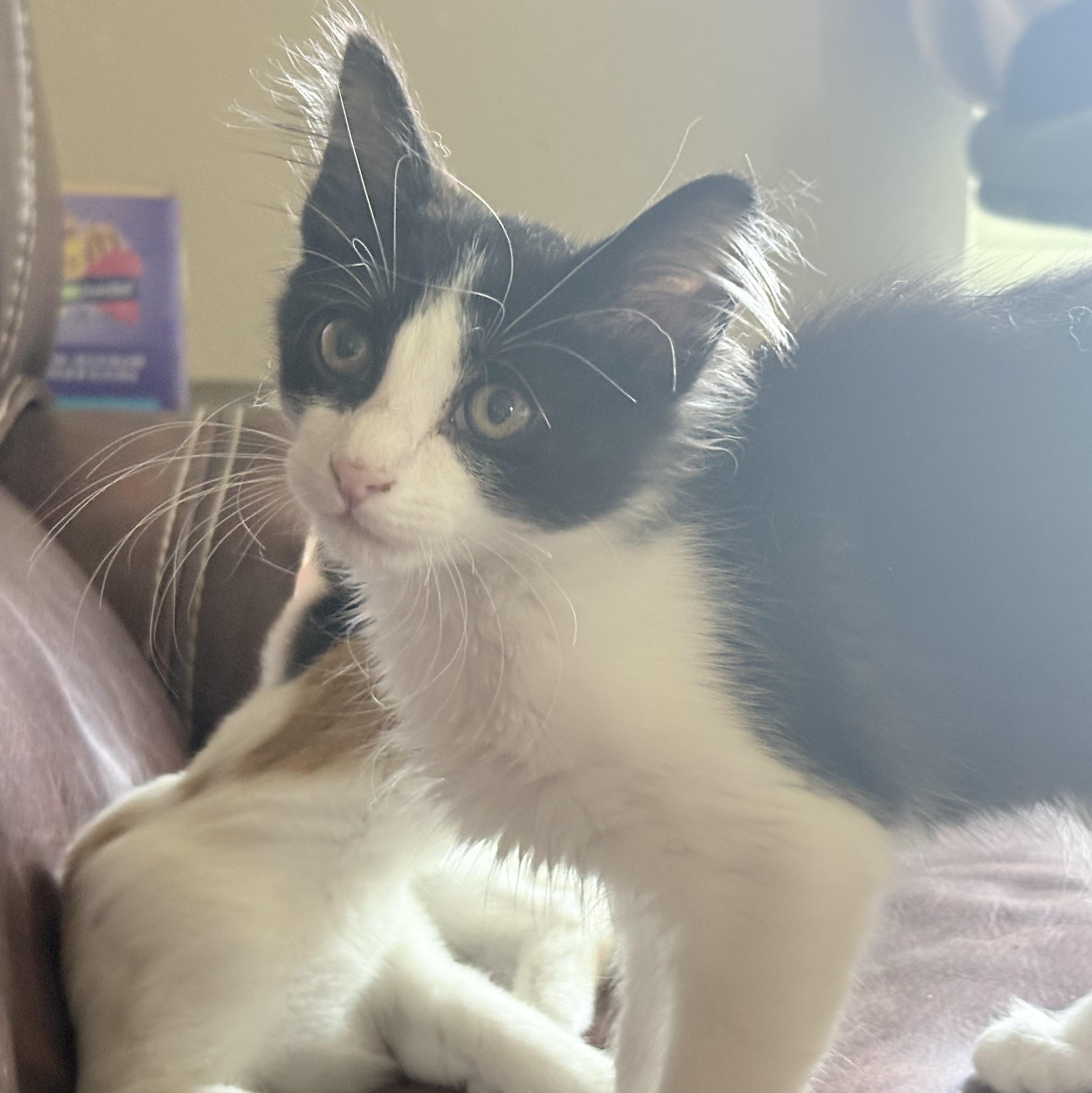 Enlarge Waffles, an adopted Domestic Long Hair in Colcord, OK image 5/6