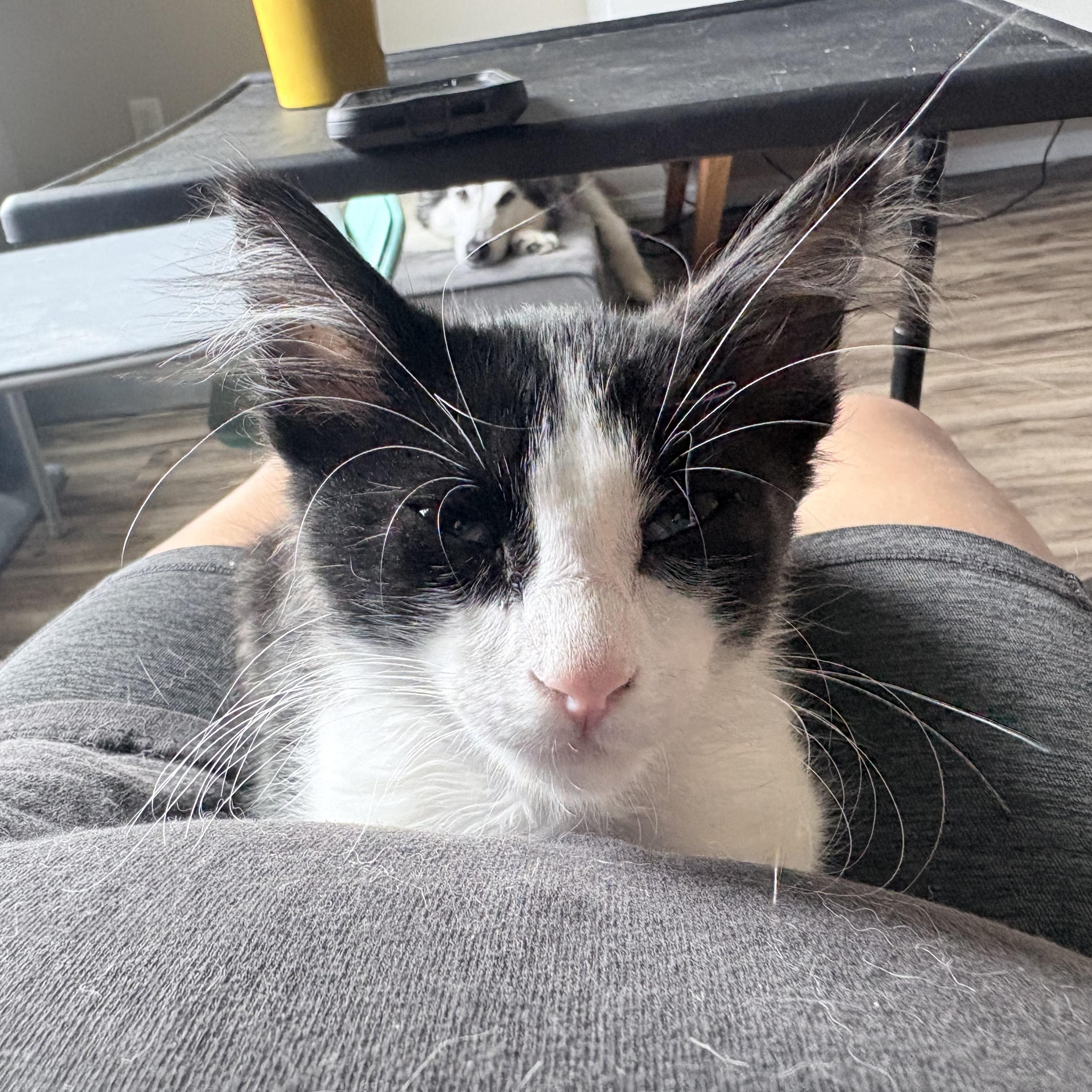 Enlarge Waffles, an adopted Domestic Long Hair in Colcord, OK image 6/6