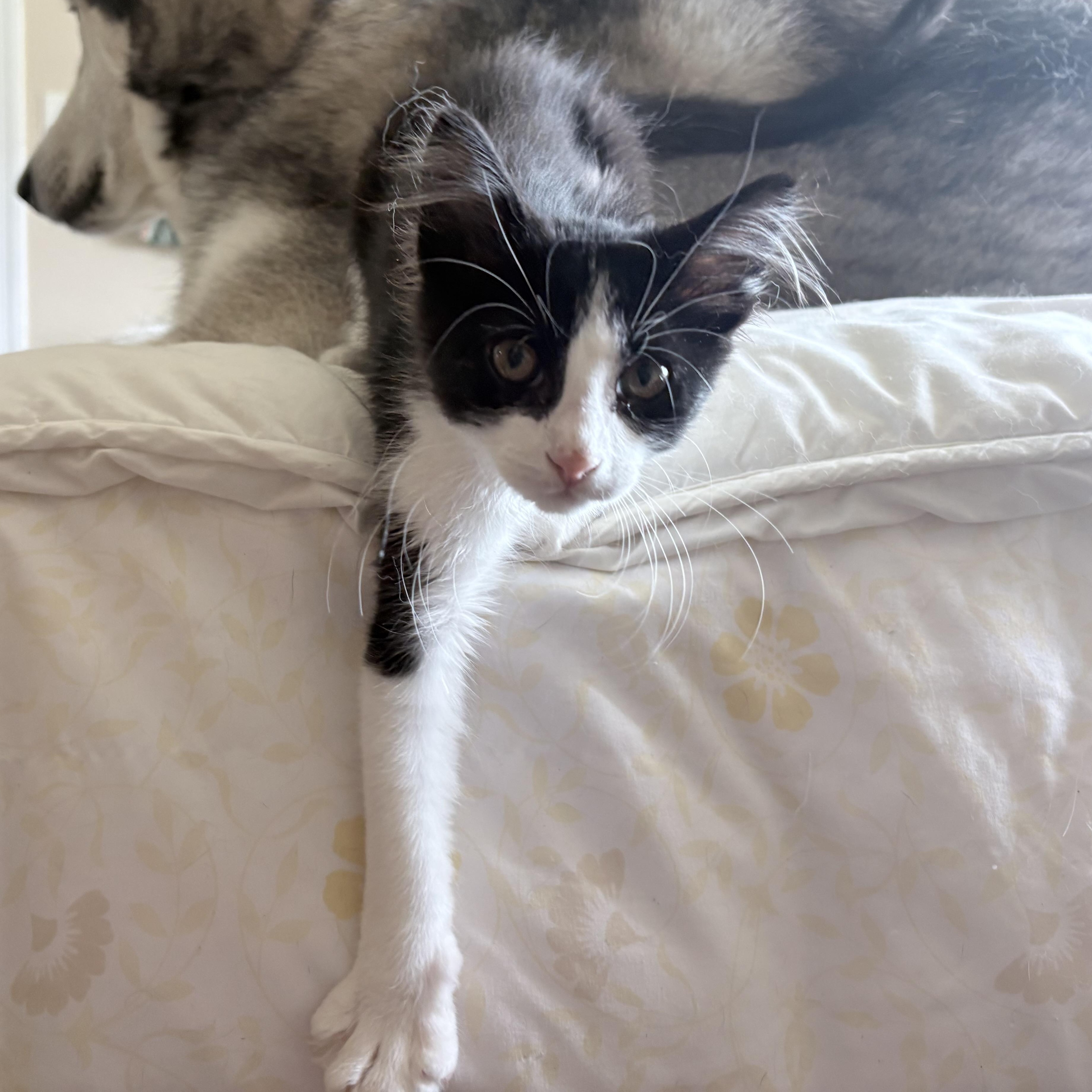 Enlarge Waffles, an adopted Domestic Long Hair in Colcord, OK image 3/6