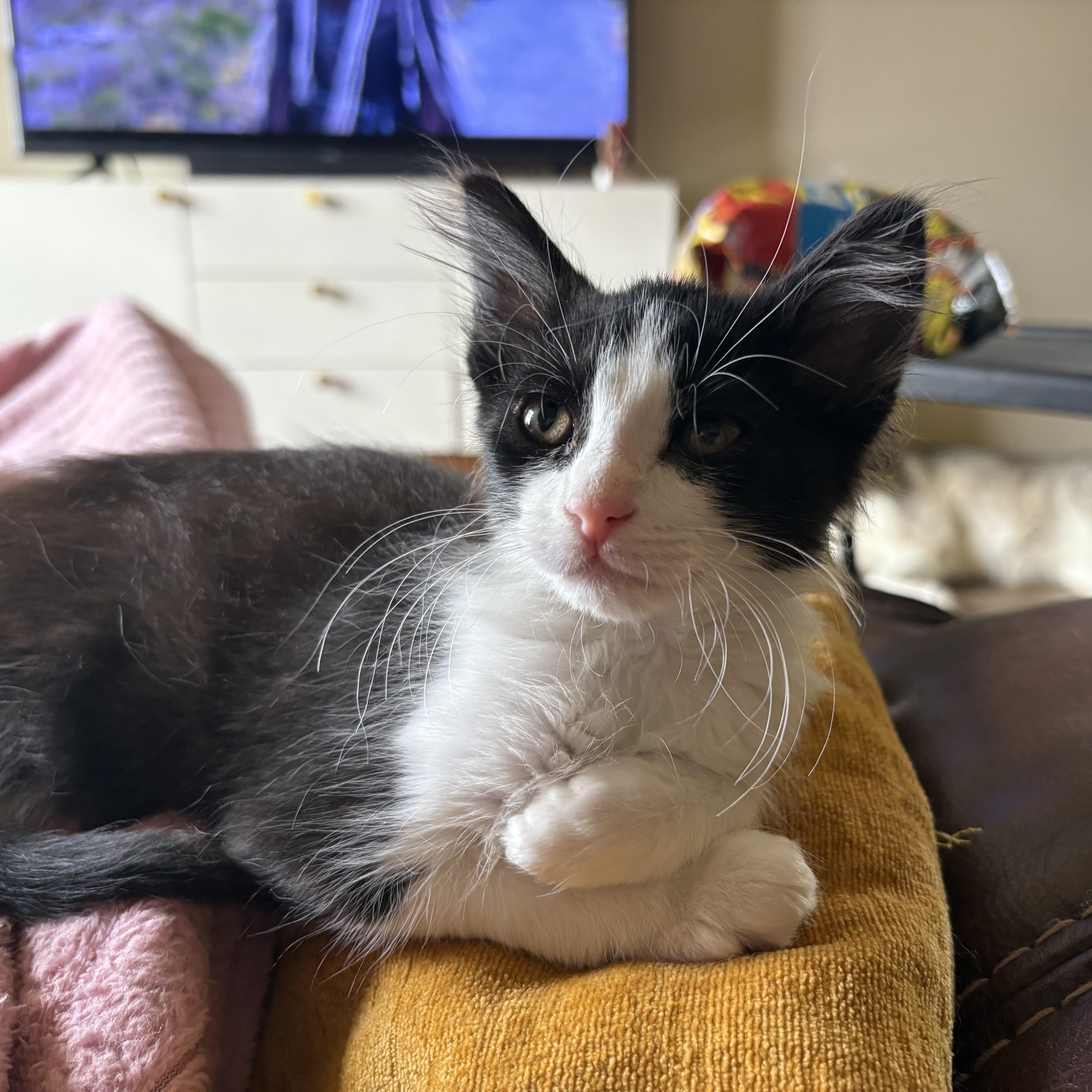 Enlarge Waffles, an adopted Domestic Long Hair in Colcord, OK image 4/6
