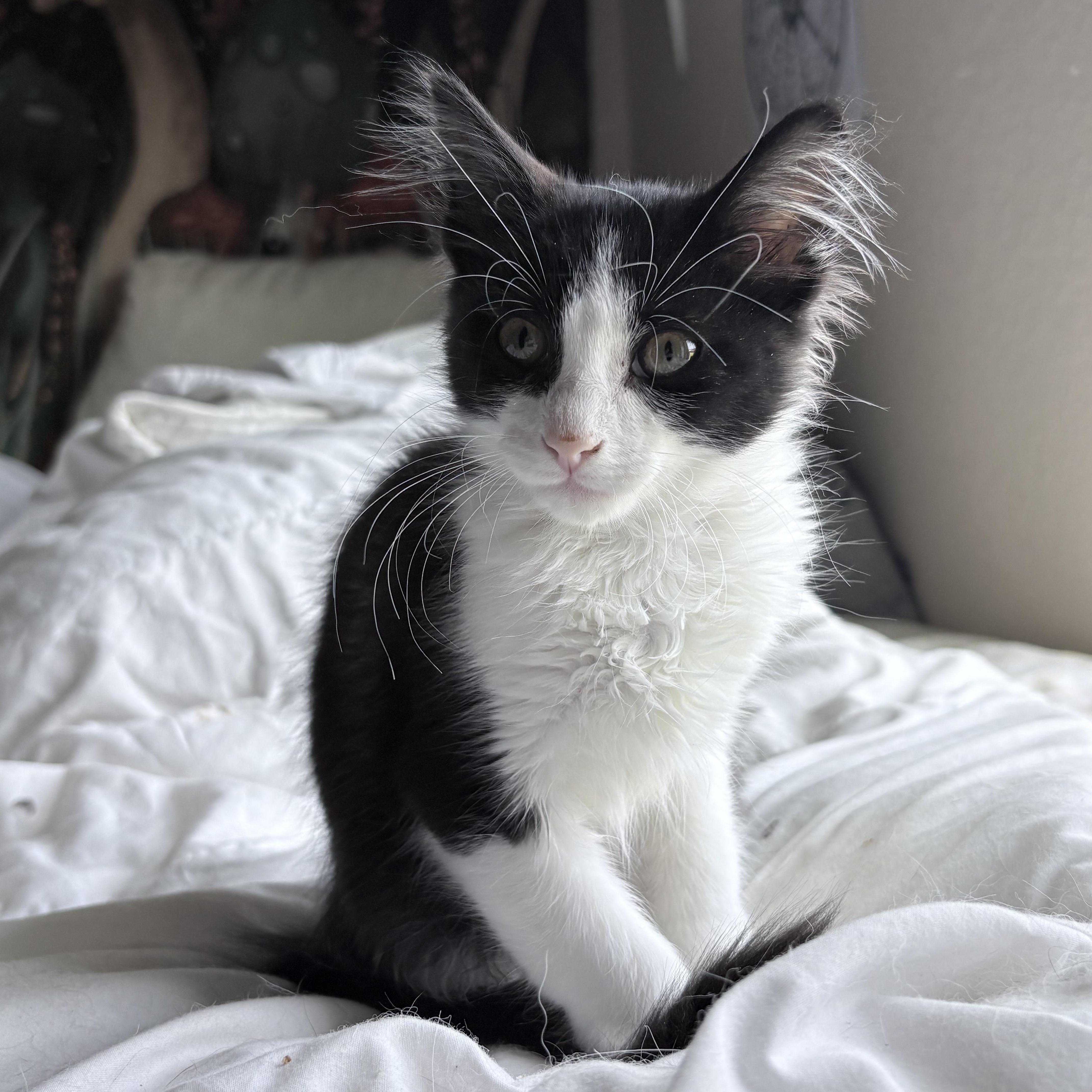 Waffles, adopted, Kitten Male Domestic Long Hair.