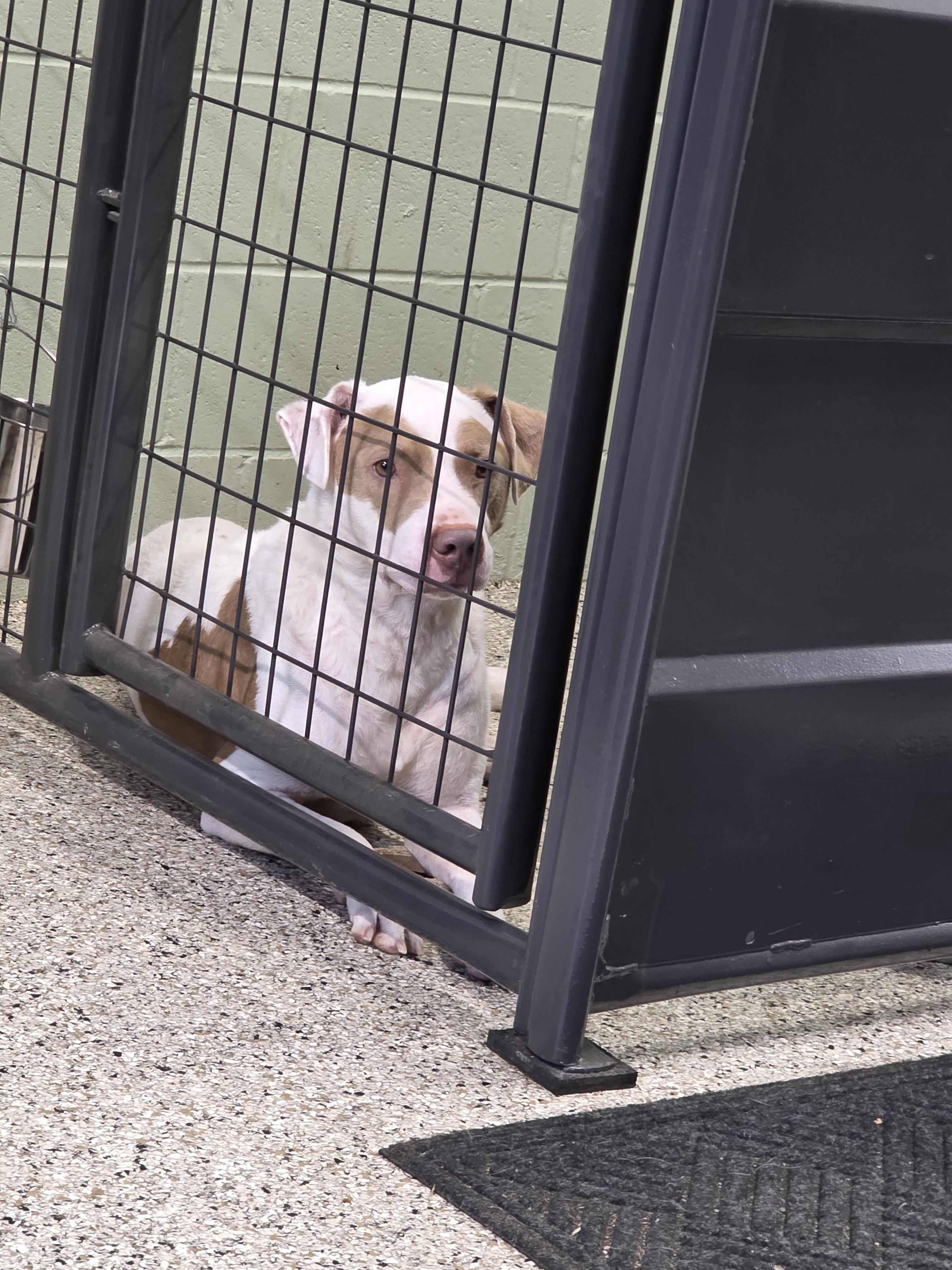 Cash, a ADOPTABLE mixed breed in Ardara, PA image 3/3