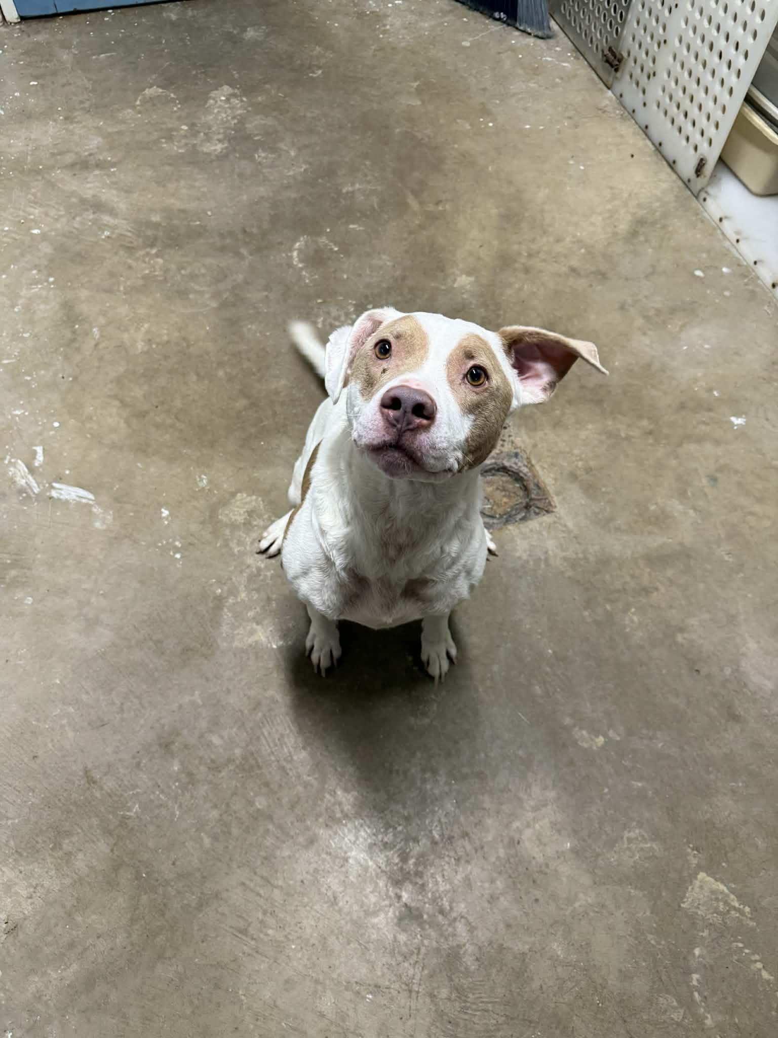 Cash, a ADOPTABLE mixed breed in Ardara, PA image 1/3