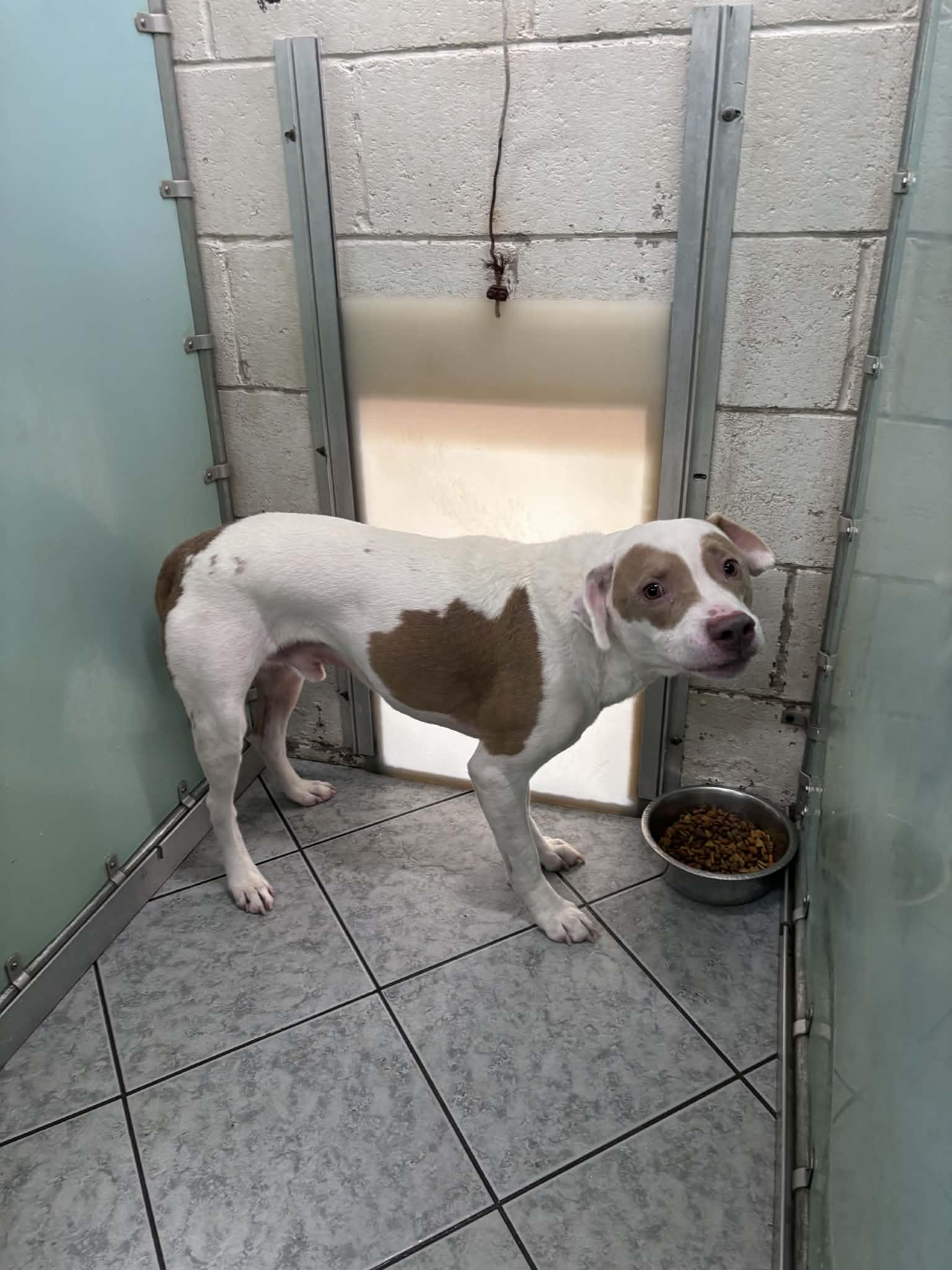 Cash, a ADOPTABLE mixed breed in Ardara, PA image 2/3