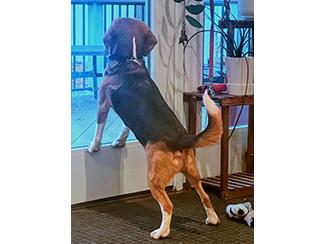 Enlarge Henley, an adoptable Beagle in New Boston, NH image 3/5